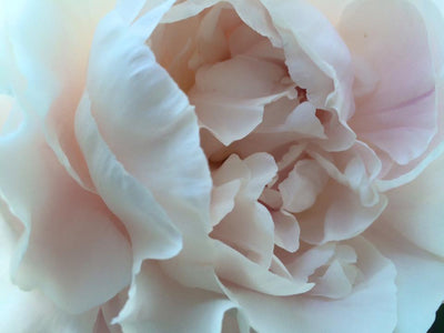 Wake Up Spirit 1st and 3rd Sundays - Floating Lotus